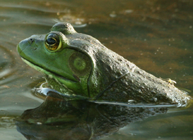 American Bullfrog